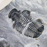 Trilobite fossil in Utah shale | fossil decor, Utah fossil, fossil collectible, trilobite specimen, Elrathia King, fossil lover gift